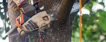 Best Tree Mulching  in Sweetwater, FL