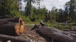 Best Tree and Shrub Care  in Sweetwater, FL