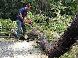 Best Arborist Consultation Services  in Sweetwater, FL