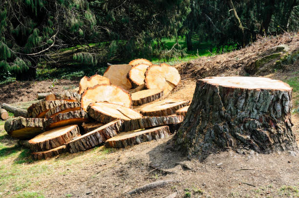Best Tree Preservation Services  in Sweetwater, FL